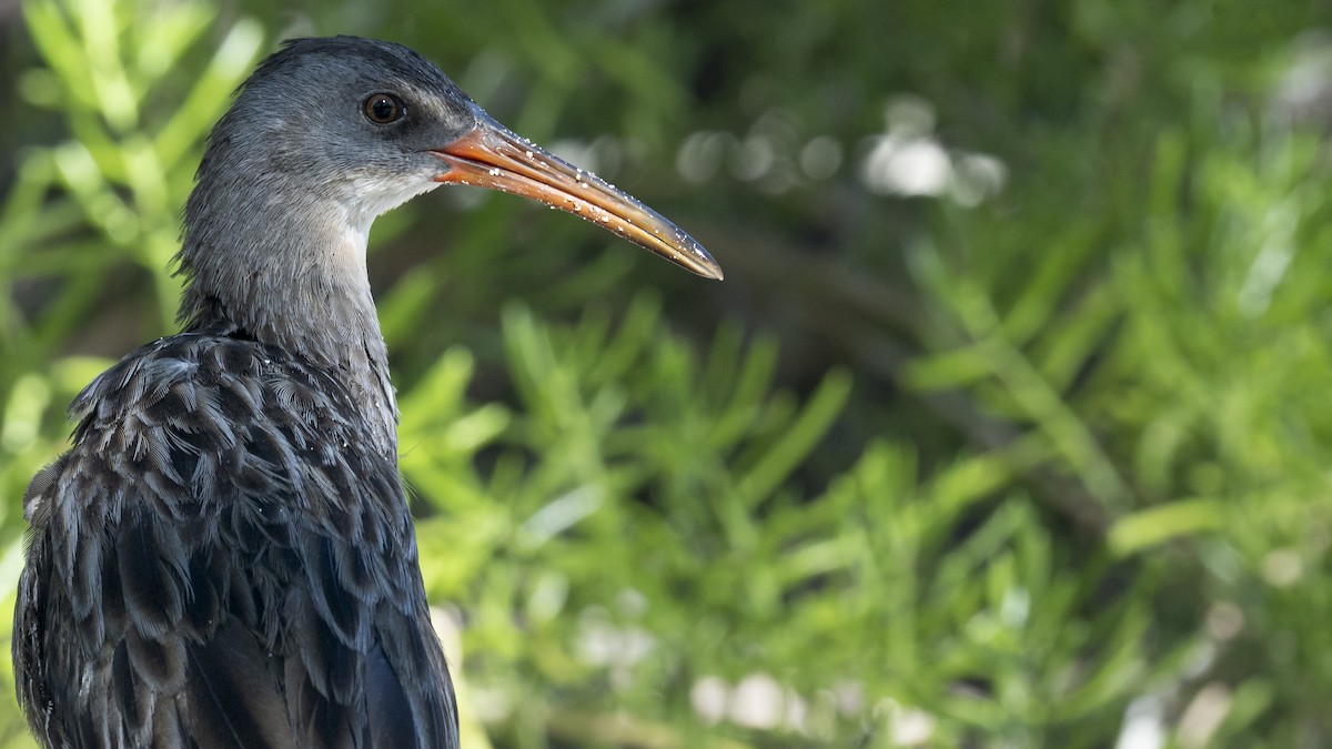 Clapper Rail - ML642135465