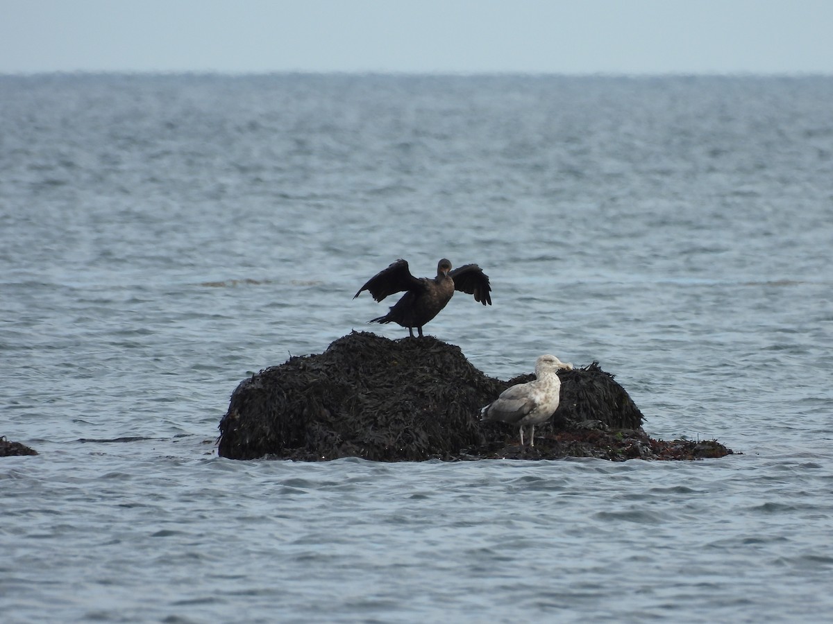 Cormoran à aigrettes - ML642135468