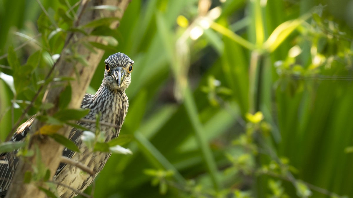 Yellow-crowned Night Heron - ML642135474