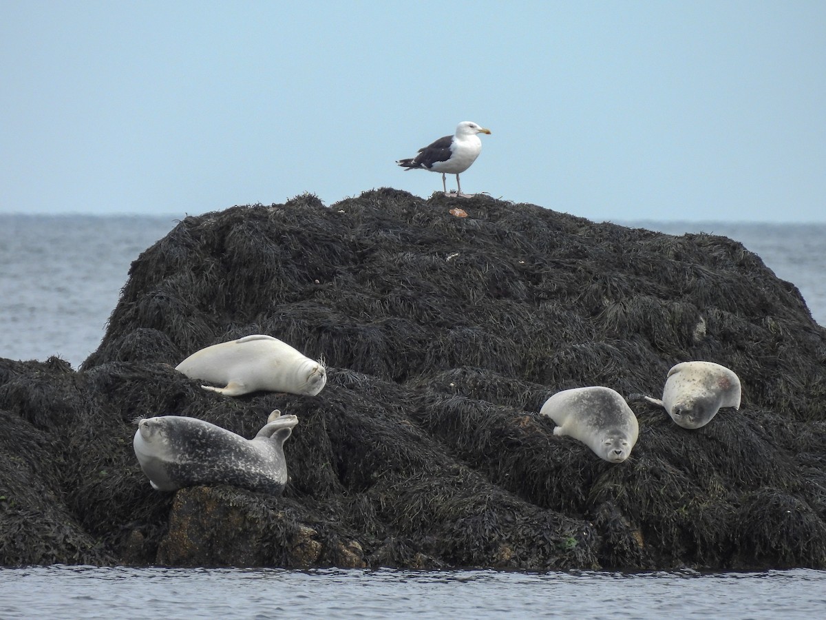 Great Black-backed Gull - ML642135475