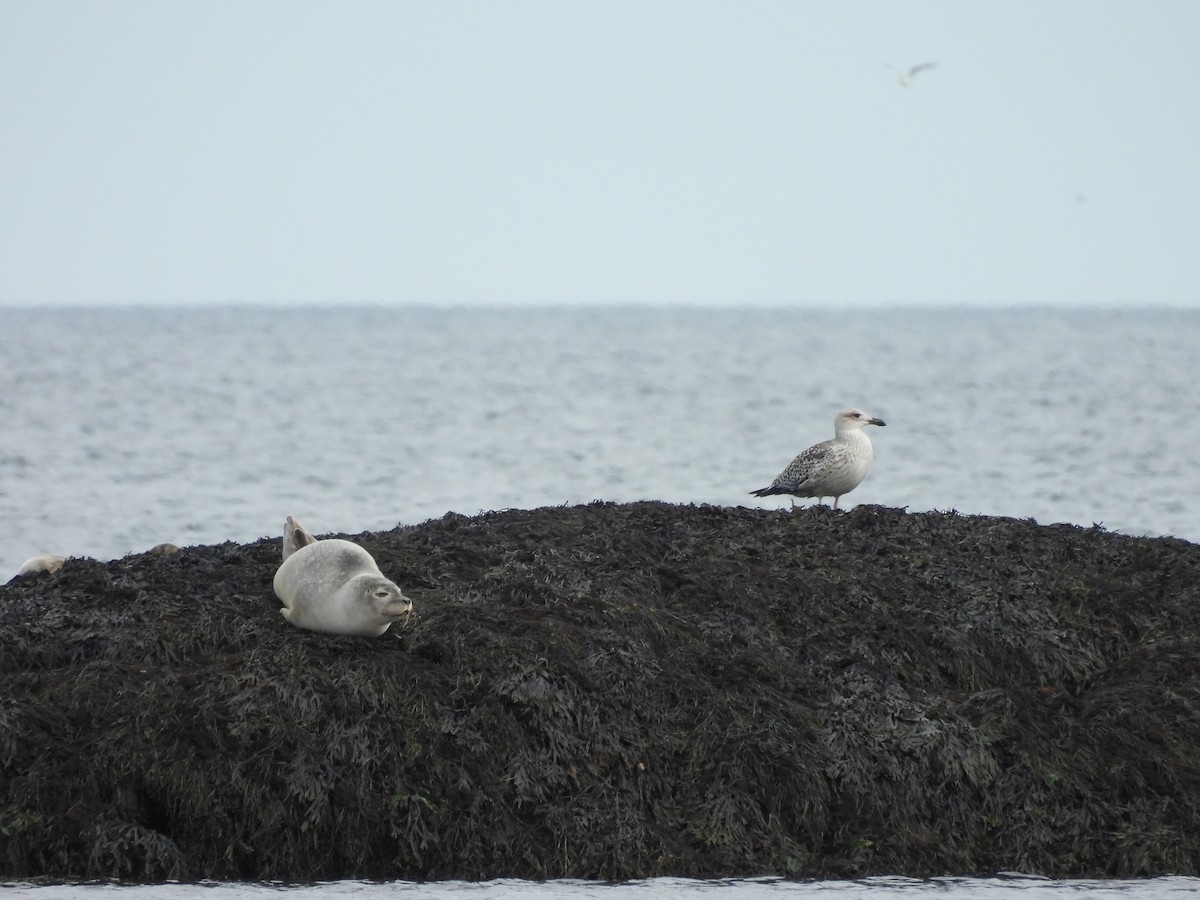 Great Black-backed Gull - ML642135487