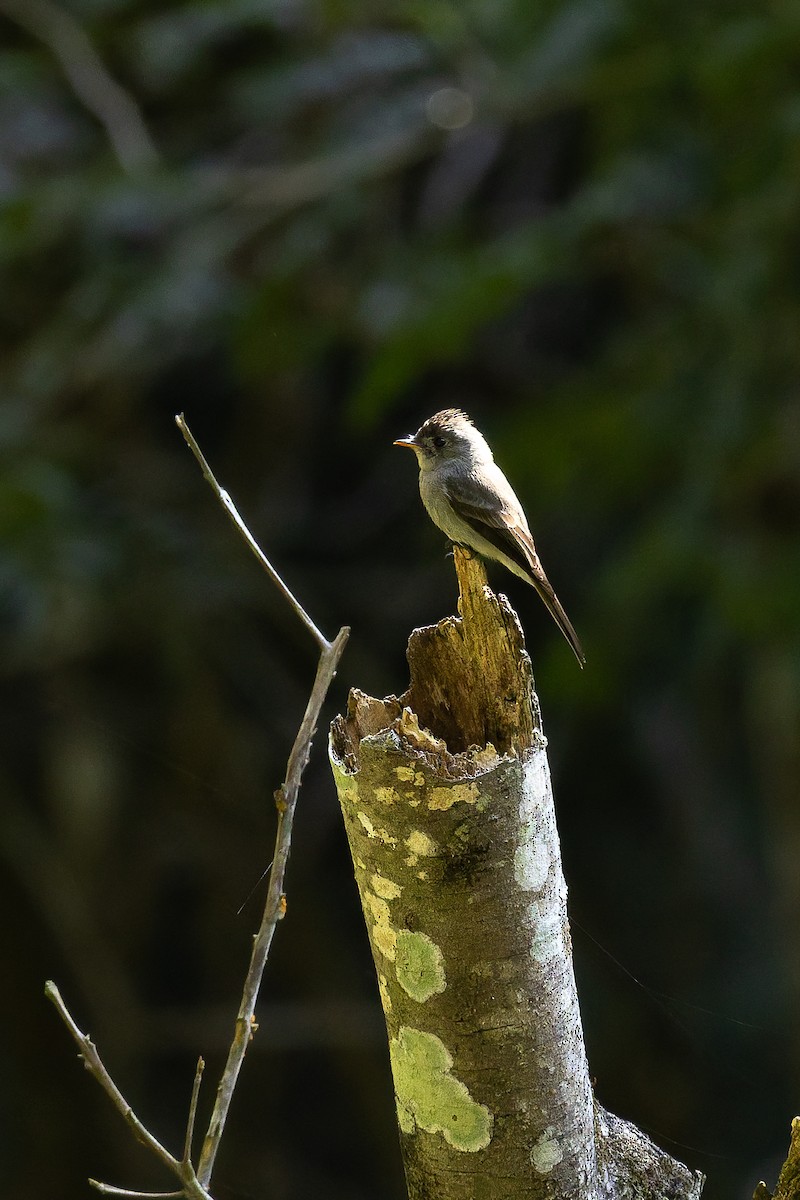 Southern Tropical Pewee - ML642135491