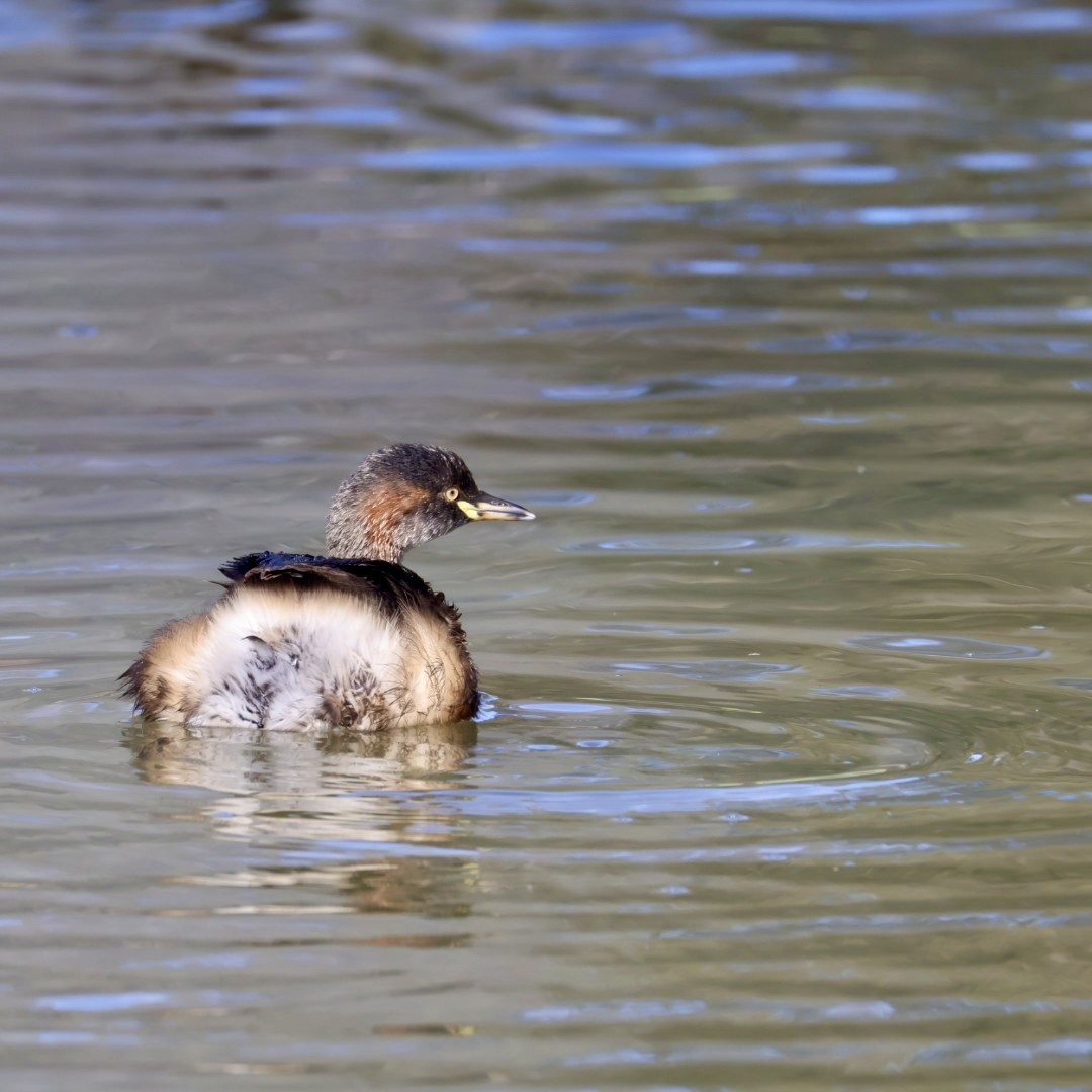Australasian Grebe - ML642135506