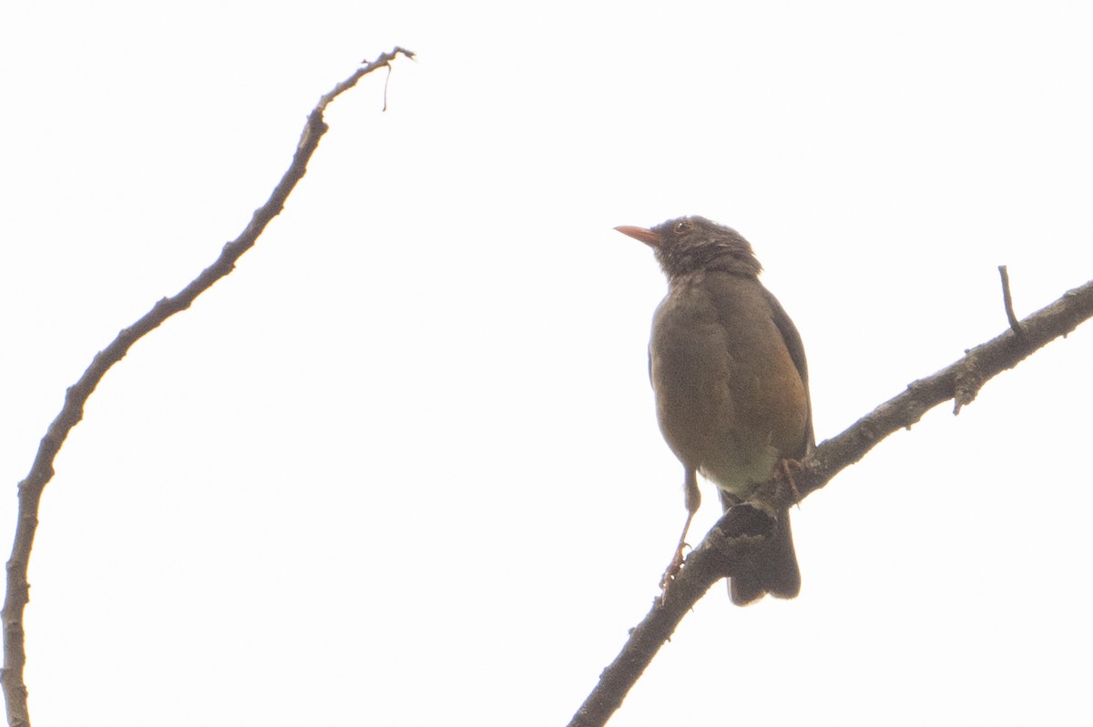 Abyssinian Thrush - ML642135507