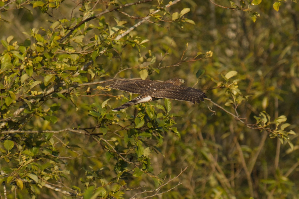Cooper's Hawk - ML642135508