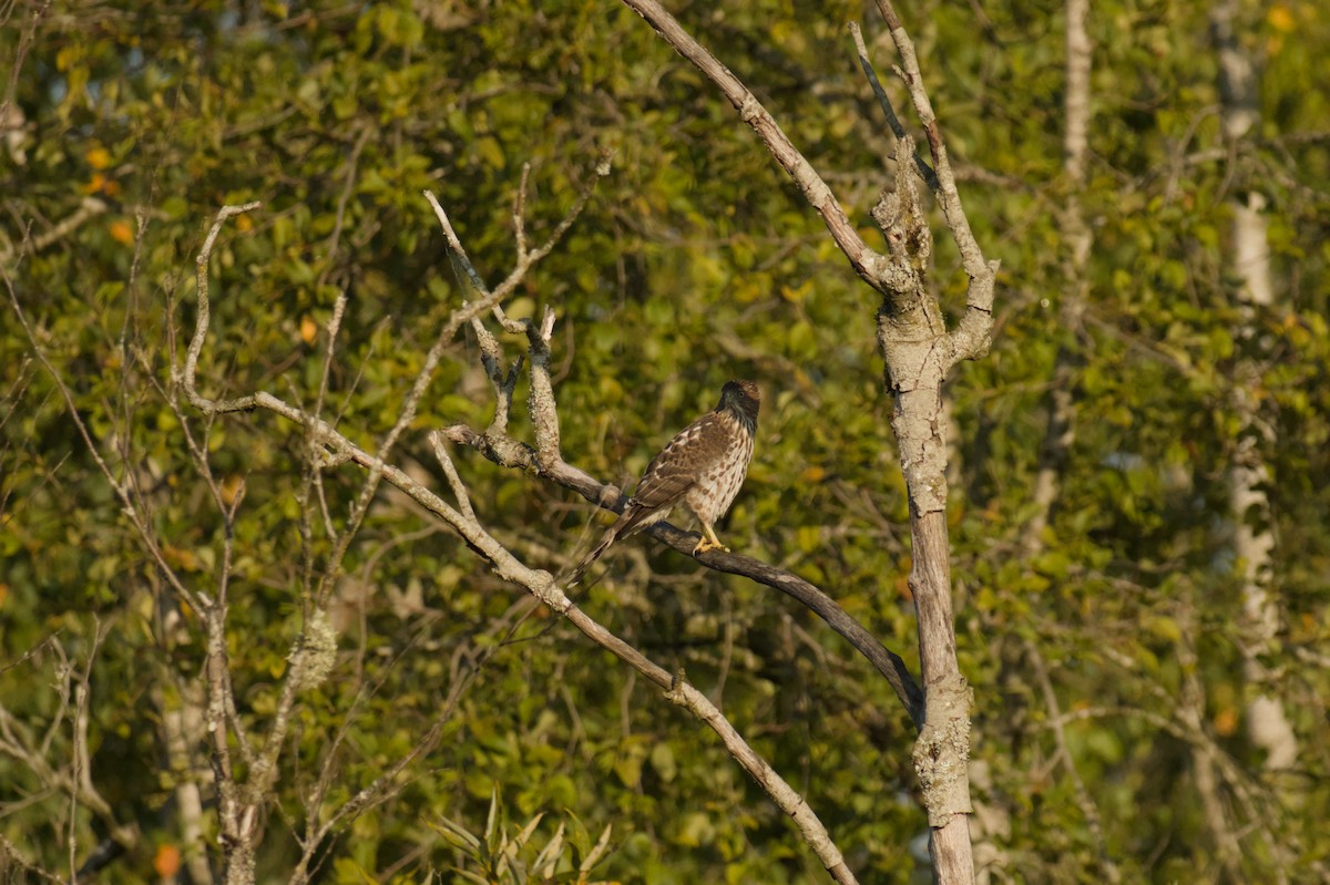 Cooper's Hawk - ML642135509