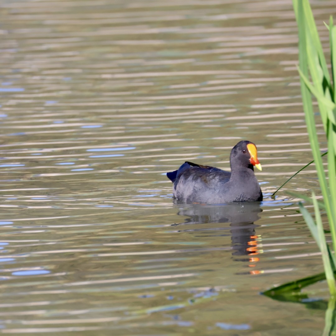 Dusky Moorhen - ML642135512