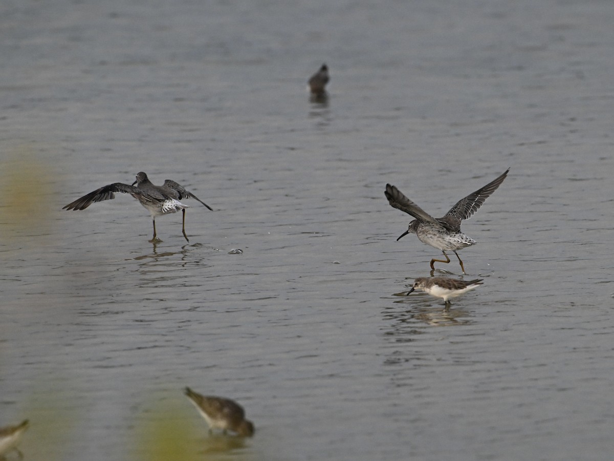 Stilt Sandpiper - ML642135532