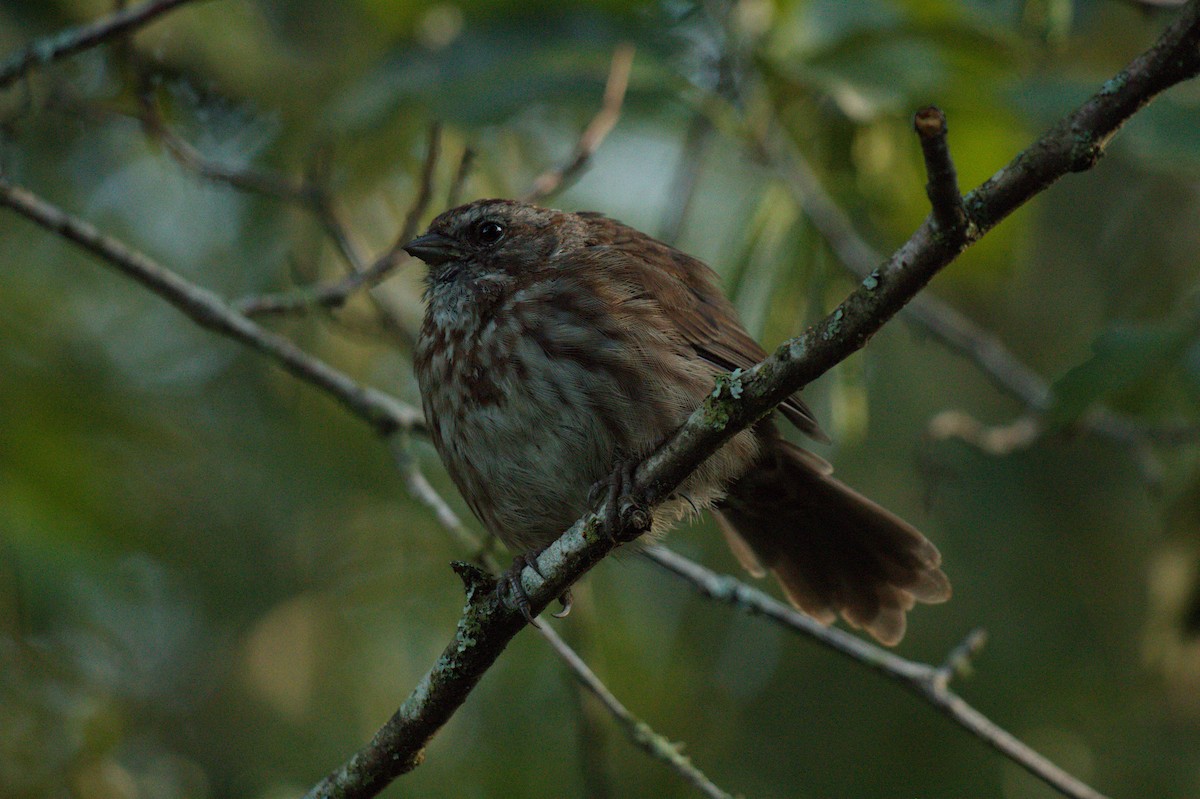 Song Sparrow - ML642135536