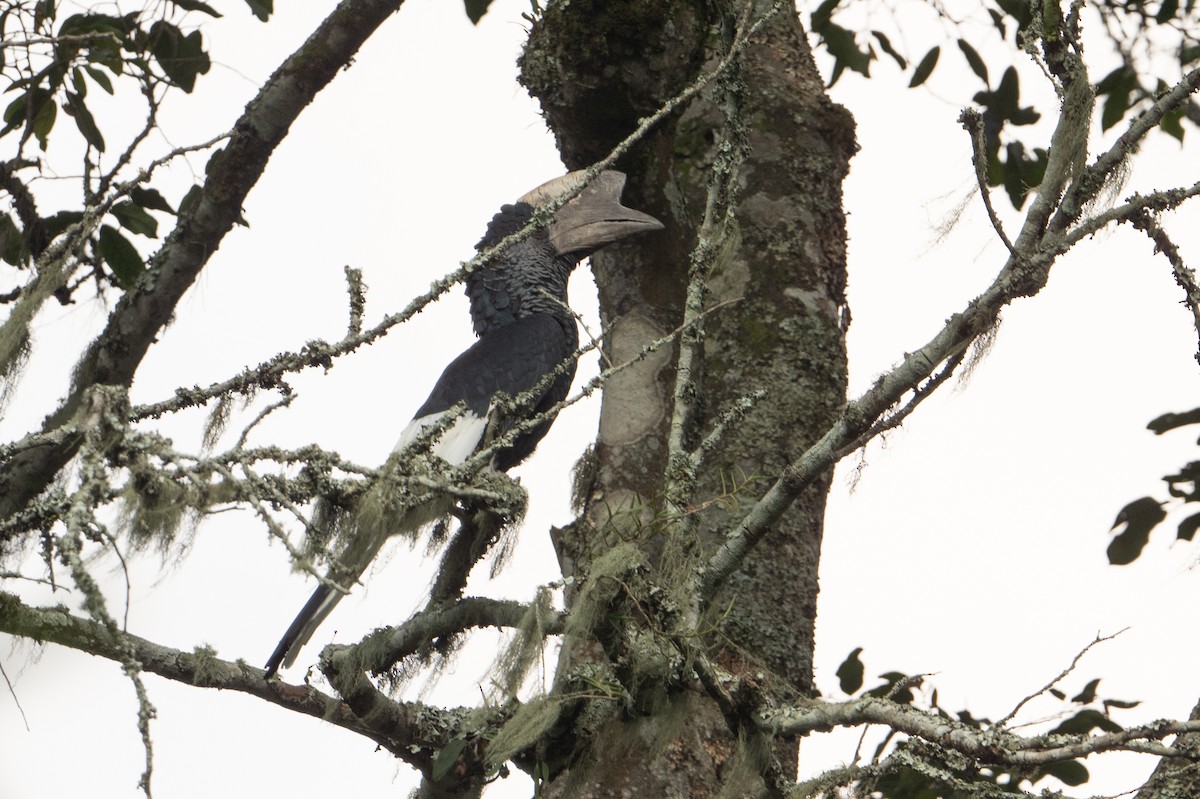 Grauwangen-Hornvogel - ML642135537