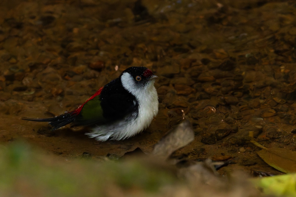 Pin-tailed Manakin - ML642135540