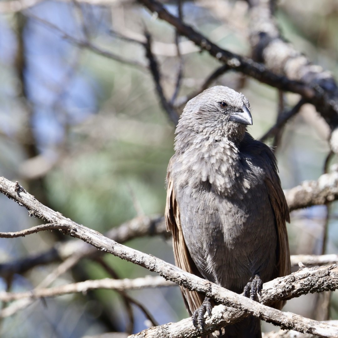 Apostlebird - ML642135542