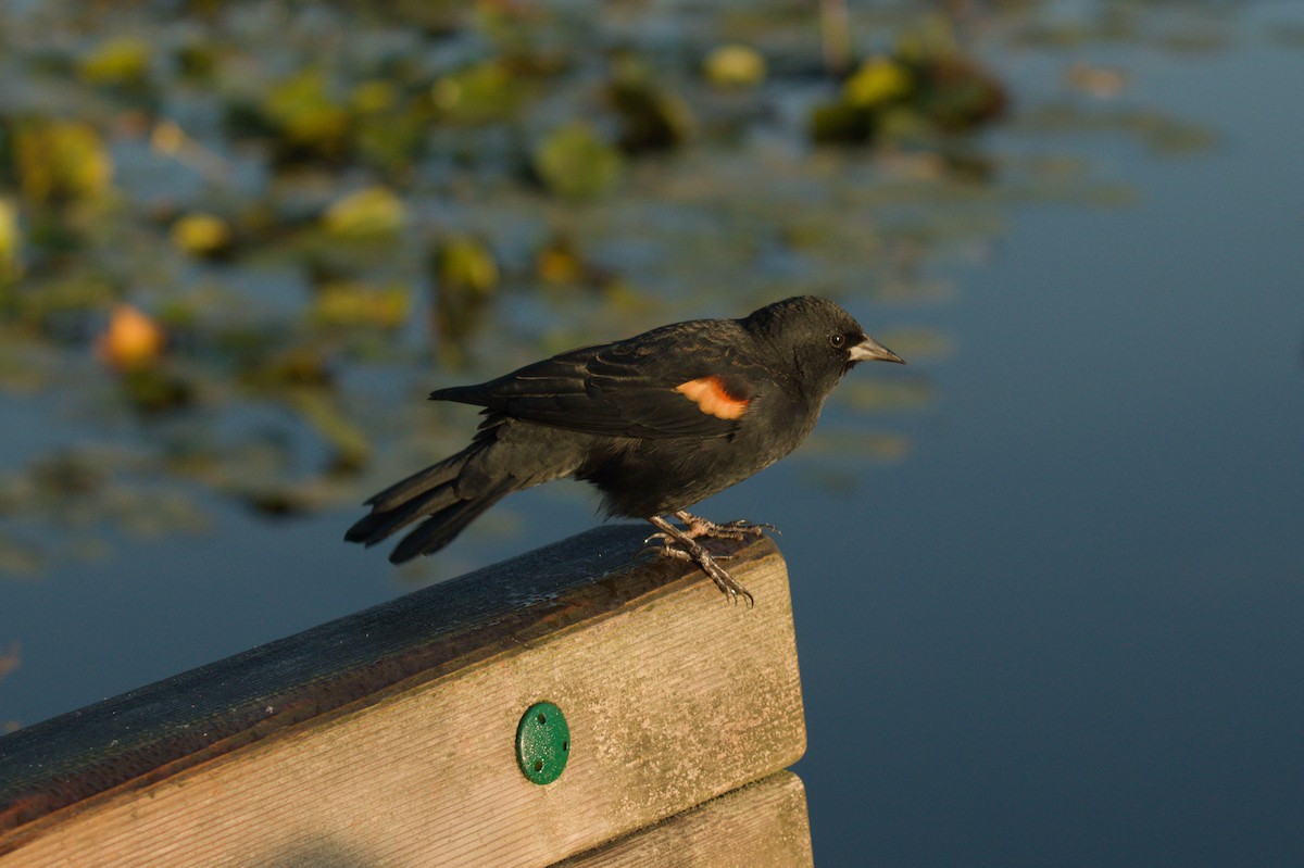 Red-winged Blackbird - ML642135547