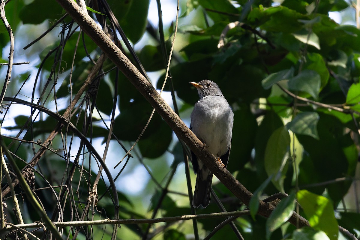 Blacksmith Thrush - ML642135555