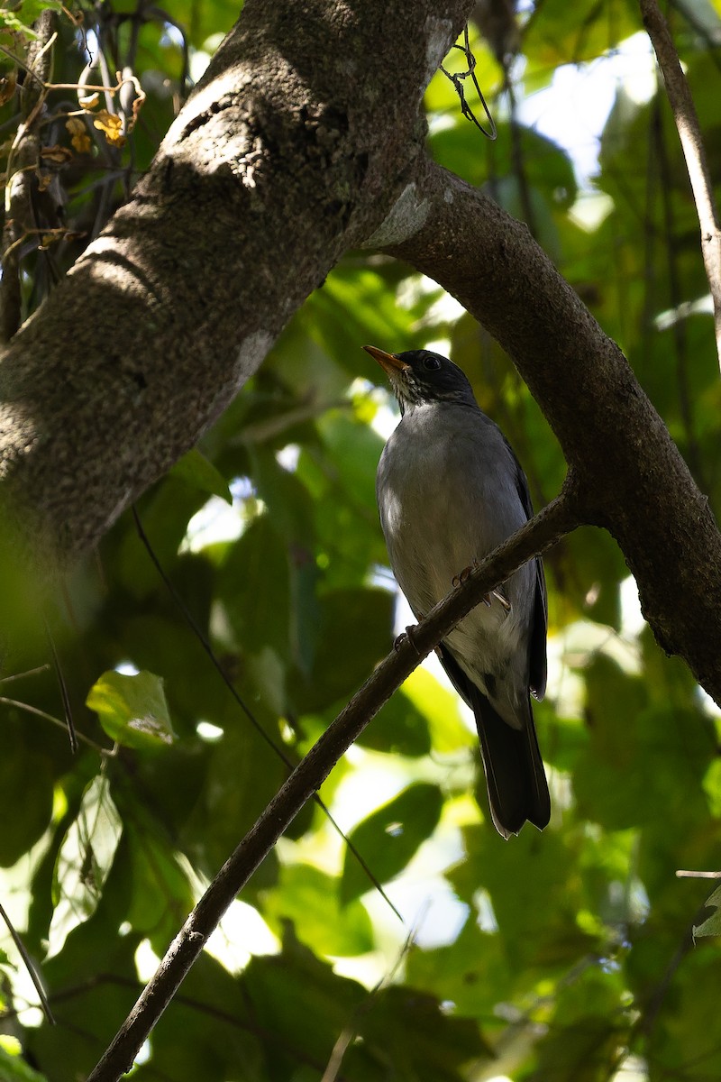 Blacksmith Thrush - ML642135556