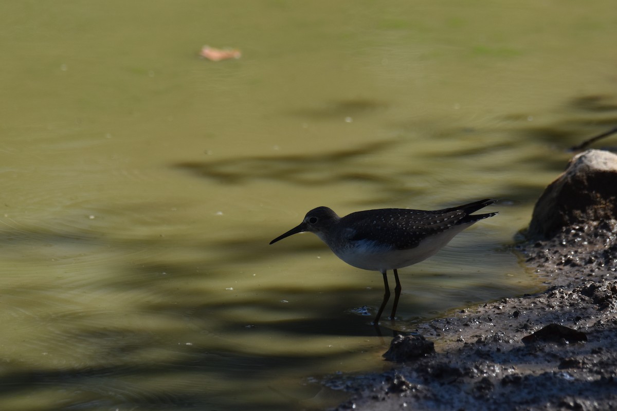 Einsiedelwasserläufer - ML642135561