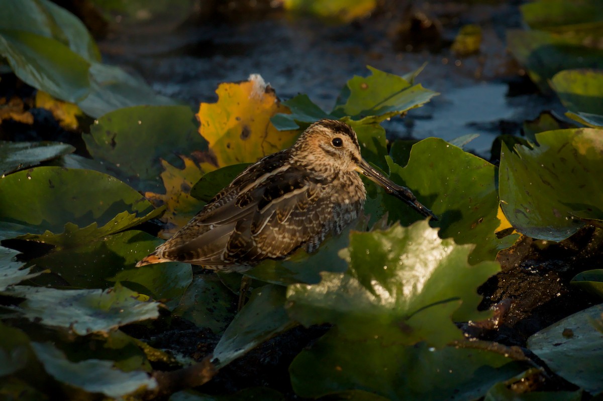 Wilson's Snipe - ML642135562
