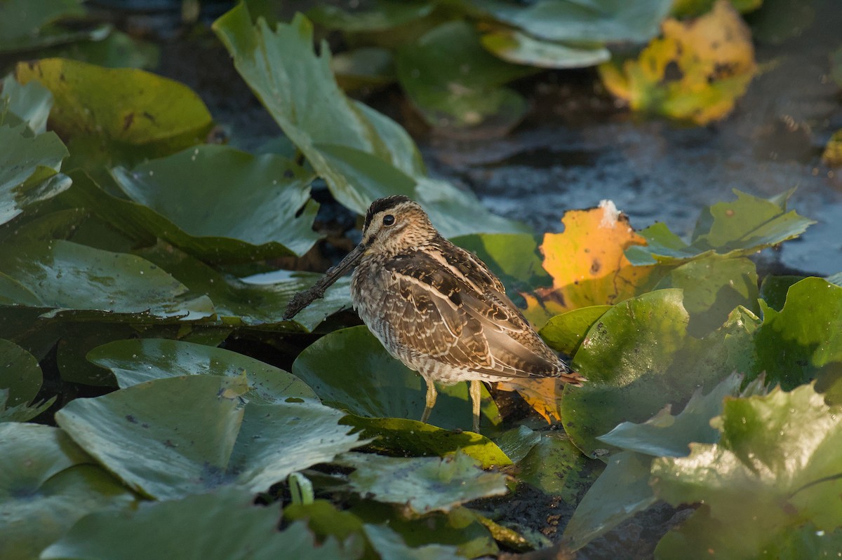 Wilson's Snipe - ML642135563