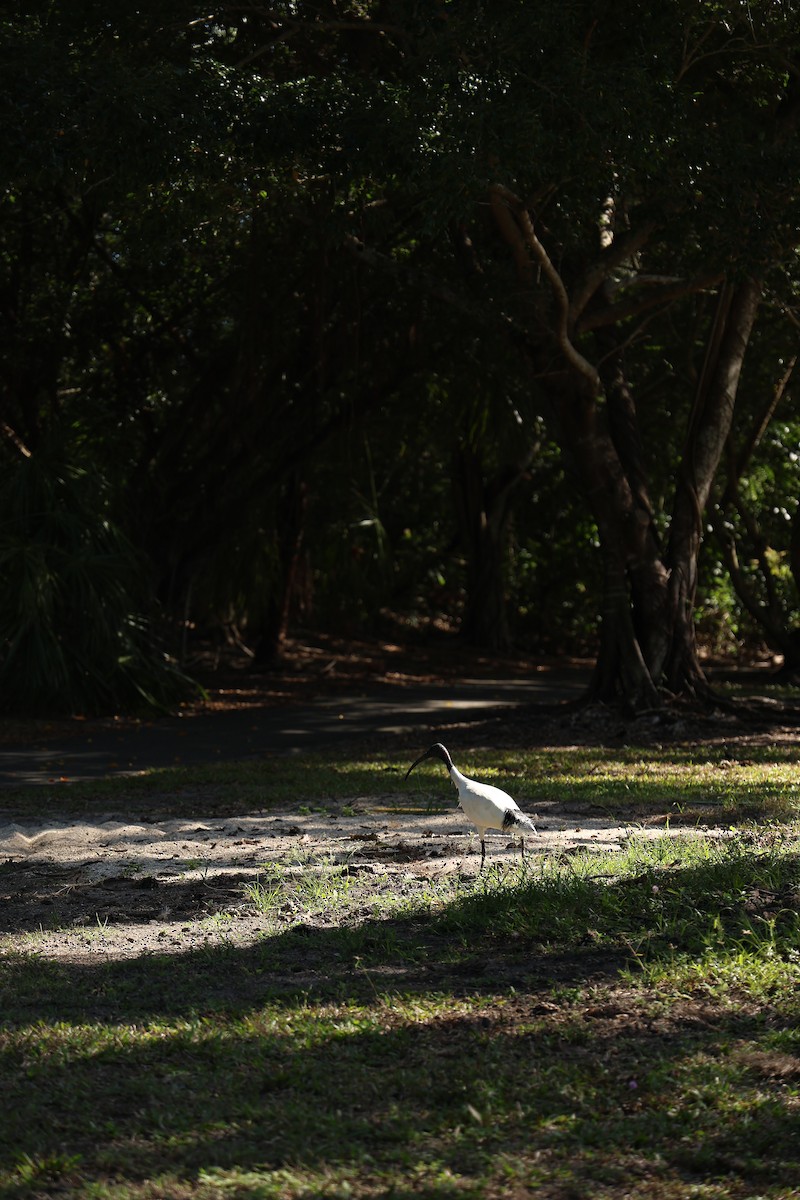 Australian Ibis - ML642135566