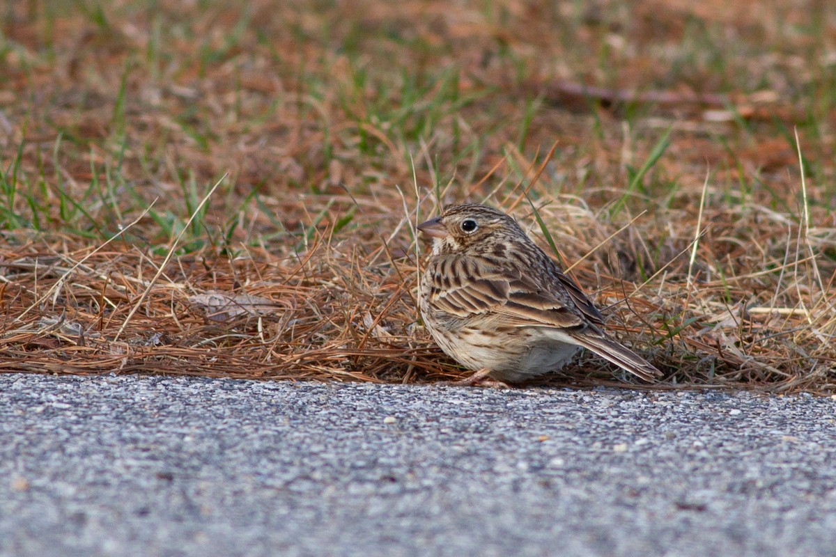 Vesper Sparrow - ML642135570