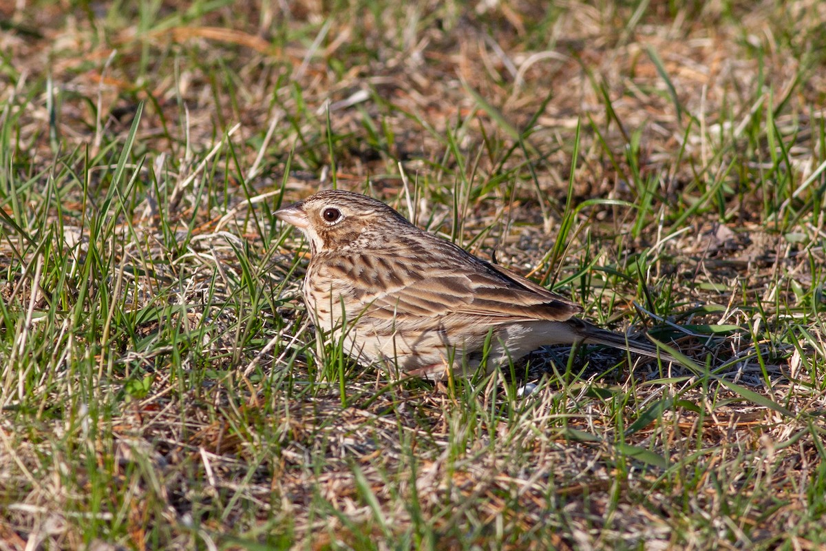 Vesper Sparrow - ML642135571