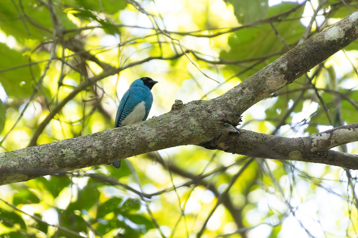 Swallow Tanager - ML642135572