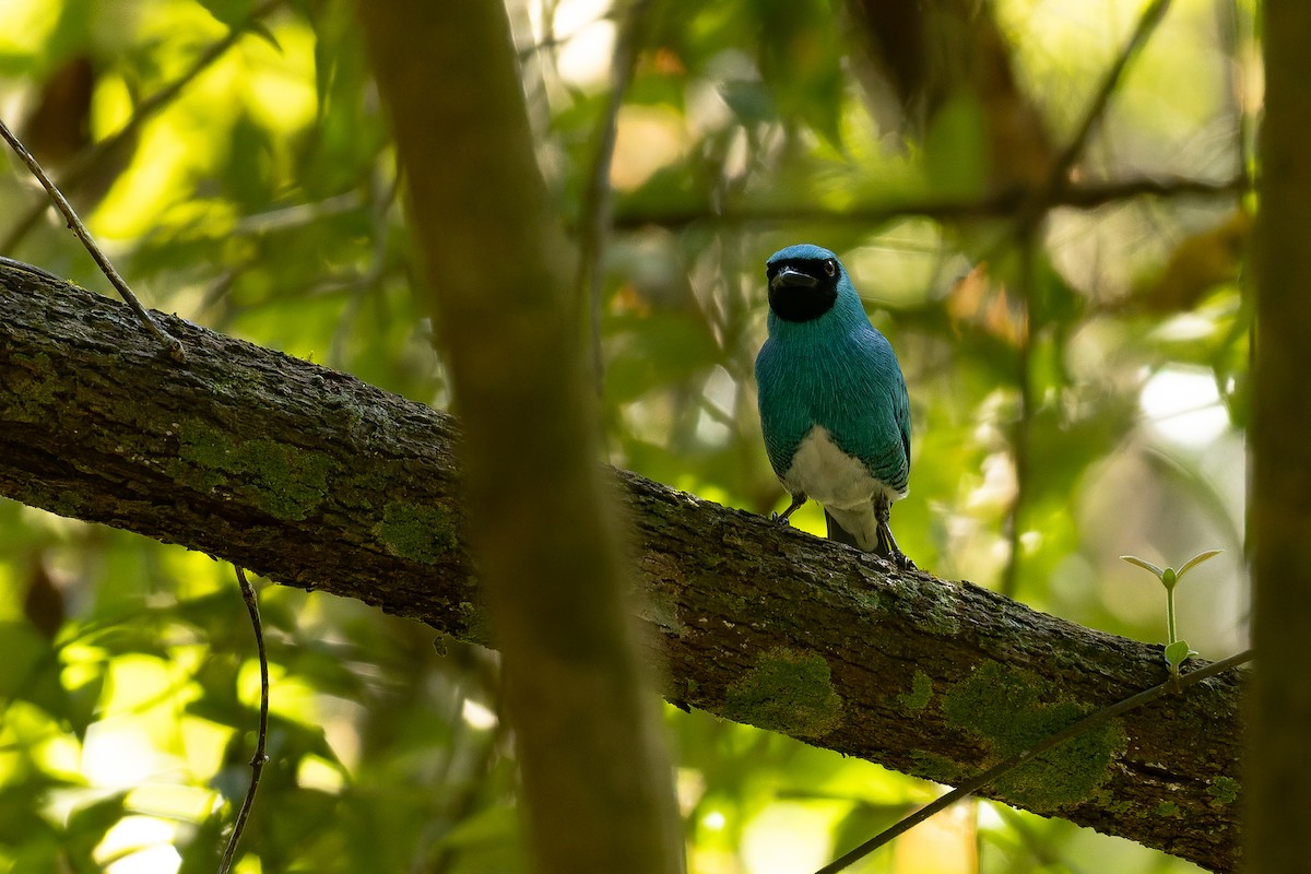 Swallow Tanager - ML642135573