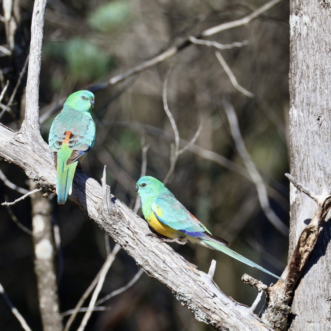 Red-rumped Parrot - ML642135575