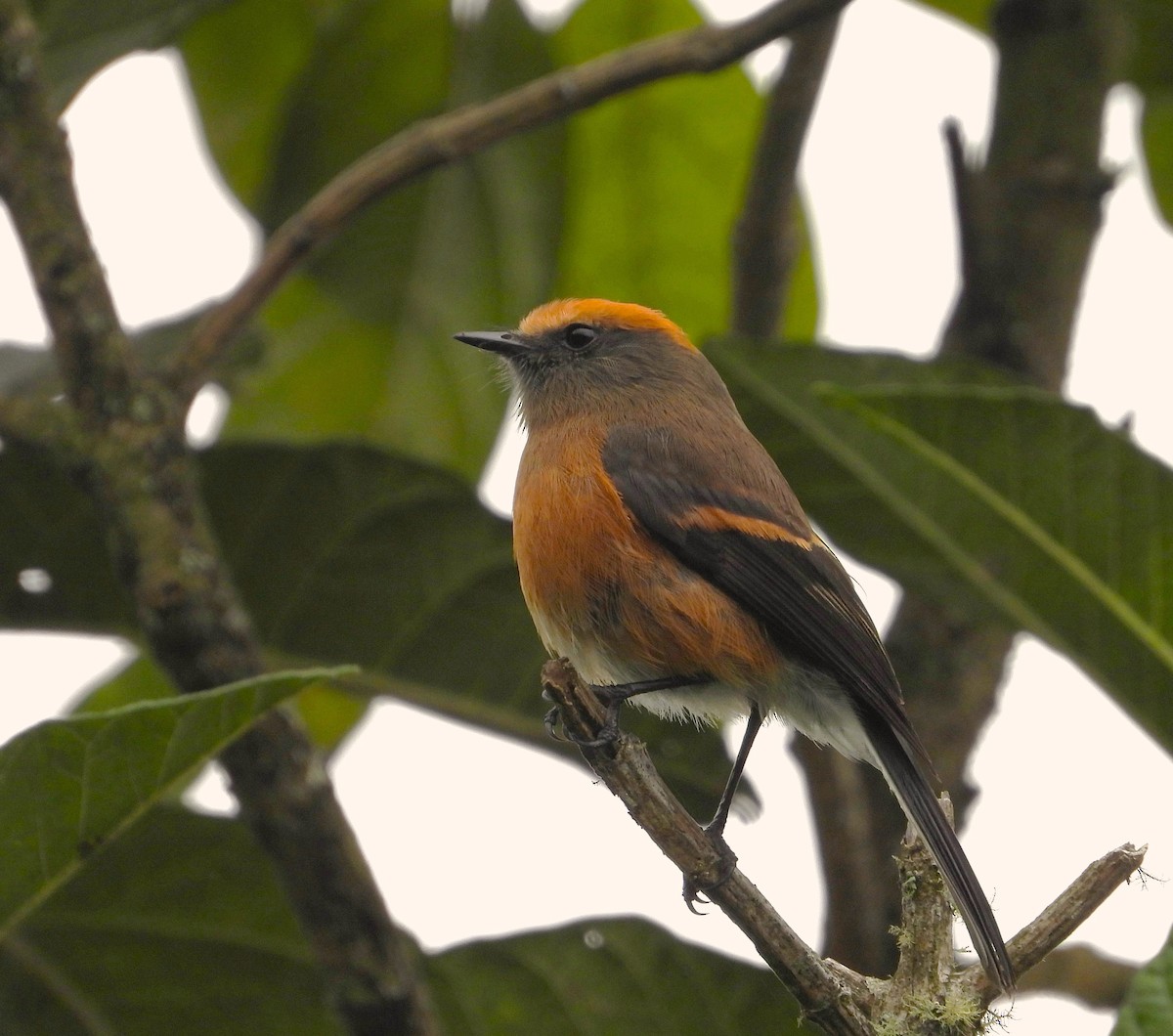 Pitajo Dorsipardo (superciliosa) - ML642135593