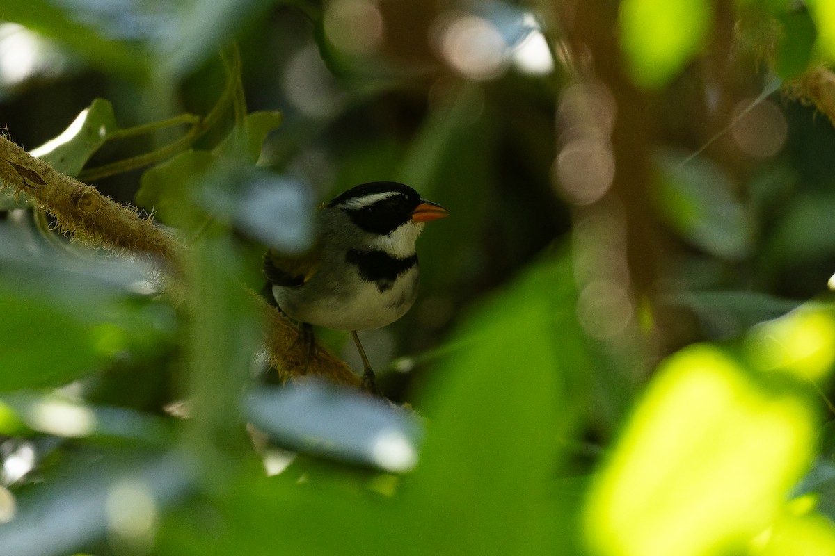 Saffron-billed Sparrow (Saffron-billed) - ML642135612