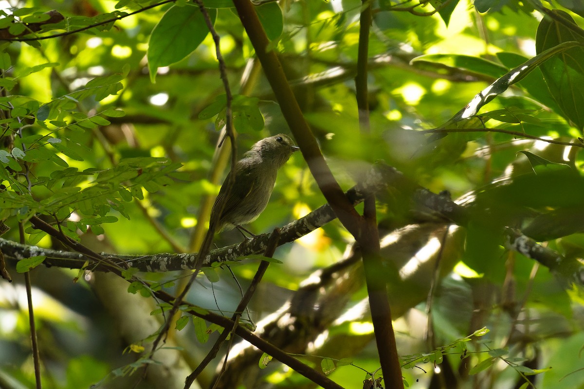 Drab-breasted Pygmy-Tyrant - ML642135617
