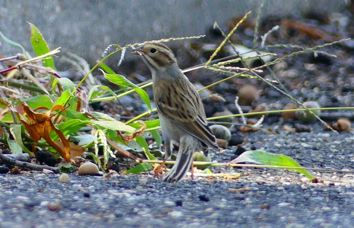 Chingolo Pálido - ML642135634
