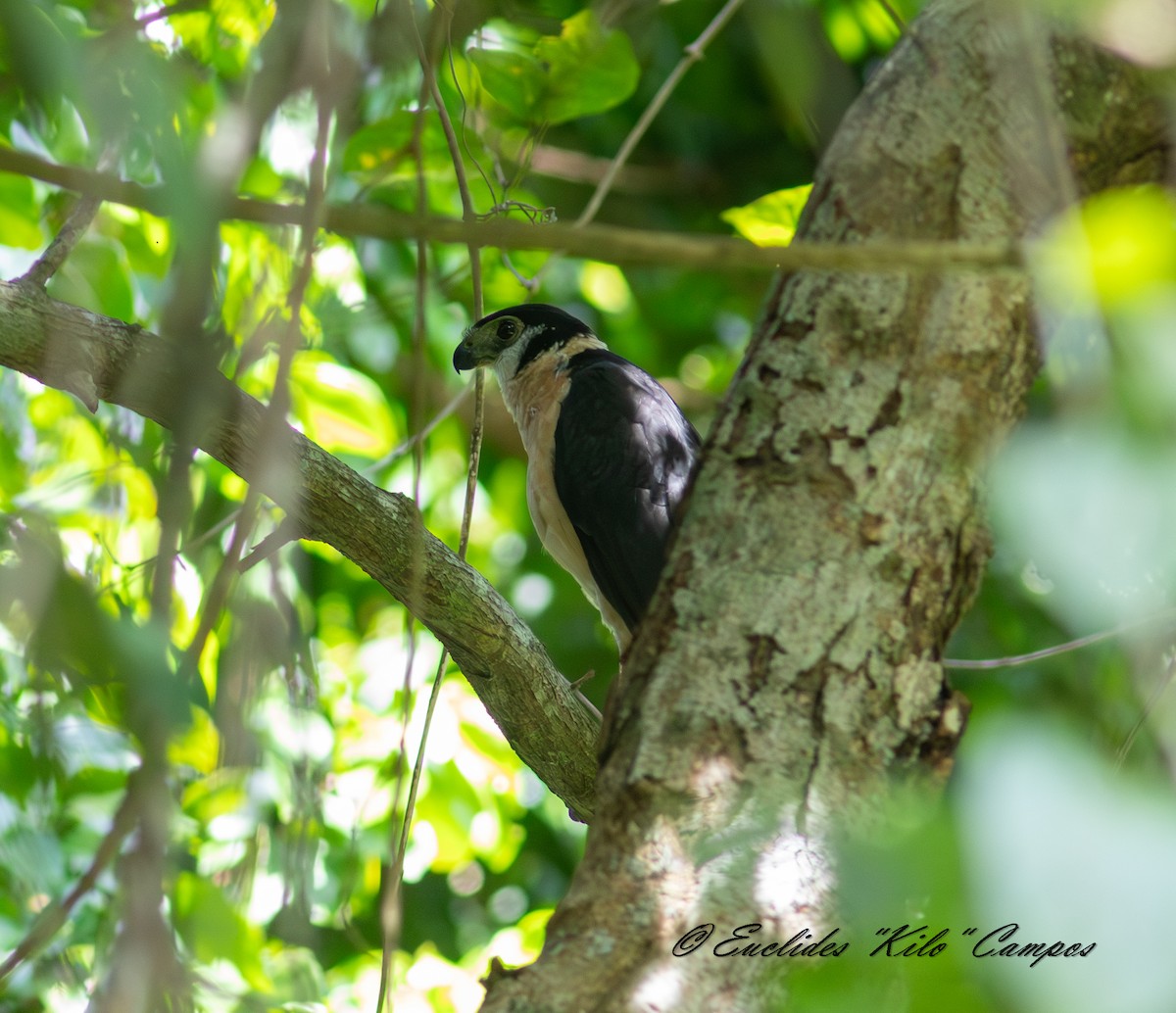 Collared Forest-Falcon - ML642135641