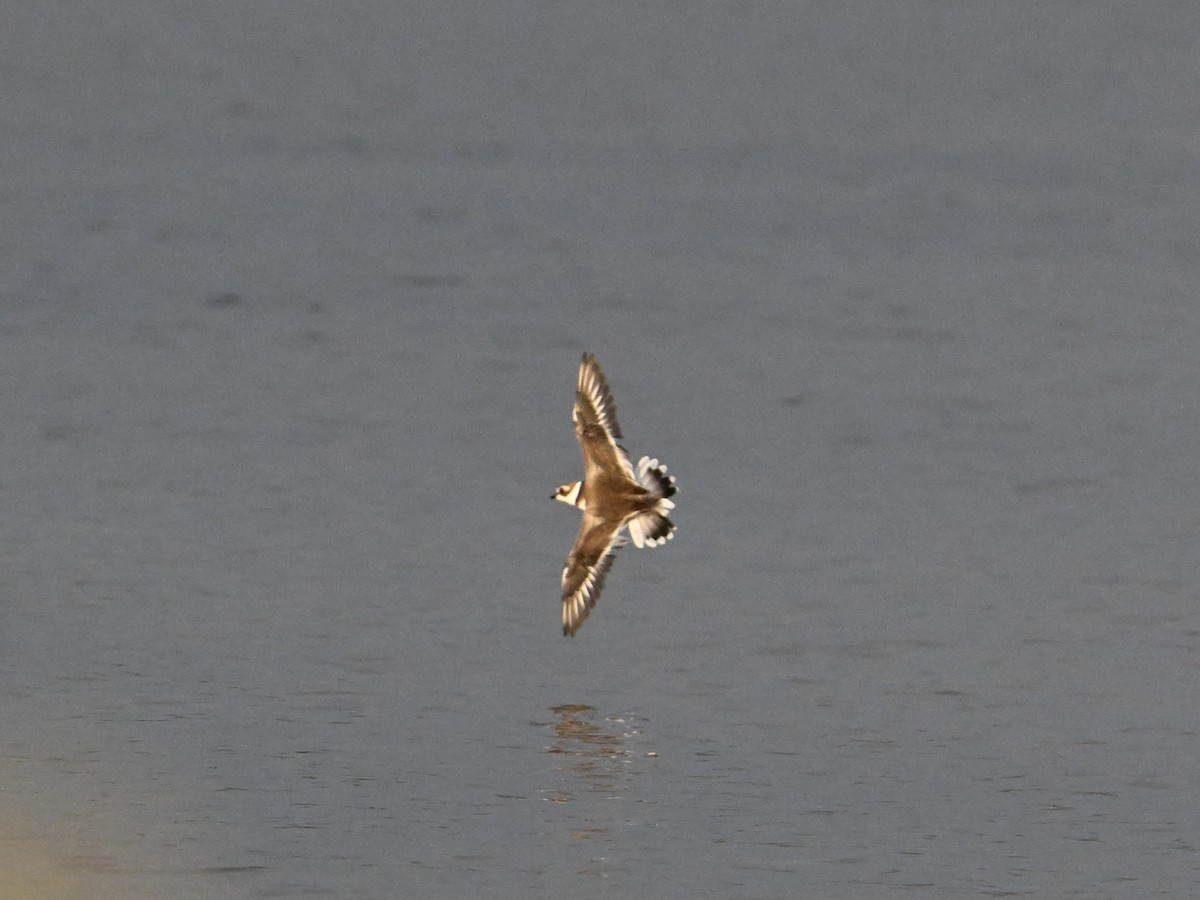 Semipalmated Plover - ML642135643
