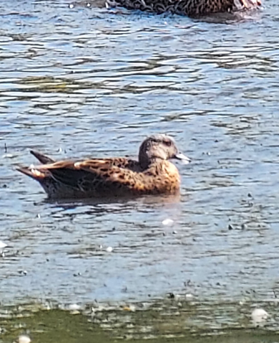 American Wigeon - ML642135644
