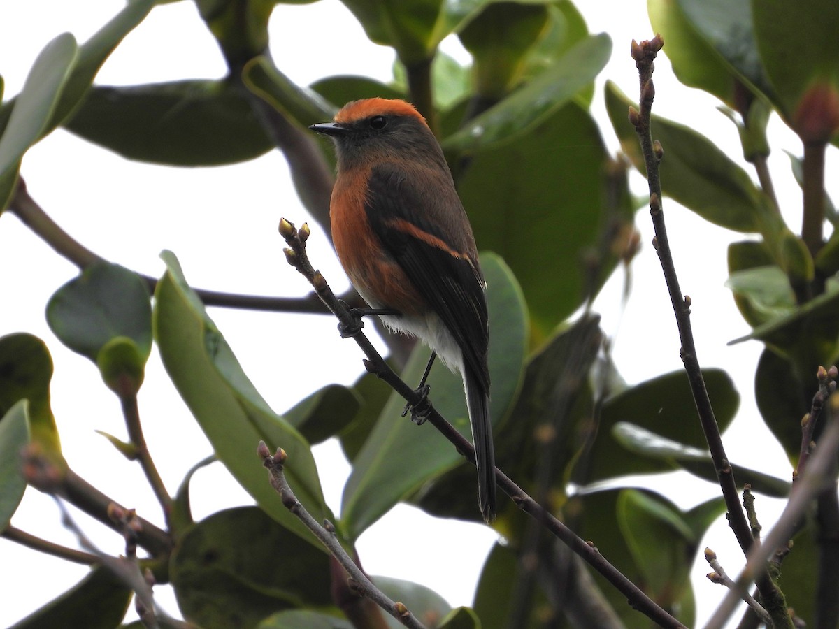 Pitajo Dorsipardo (superciliosa) - ML642135645