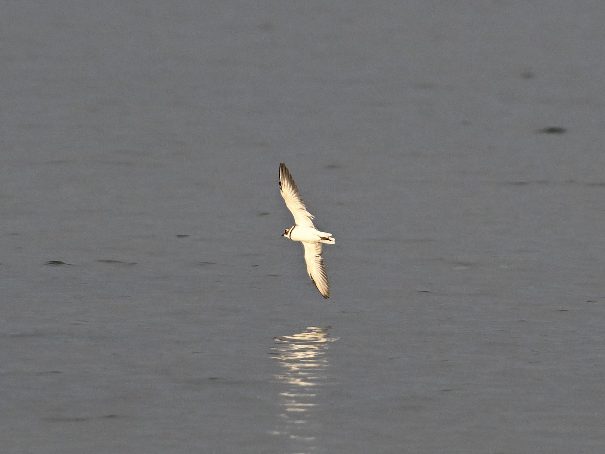 Semipalmated Plover - ML642135650