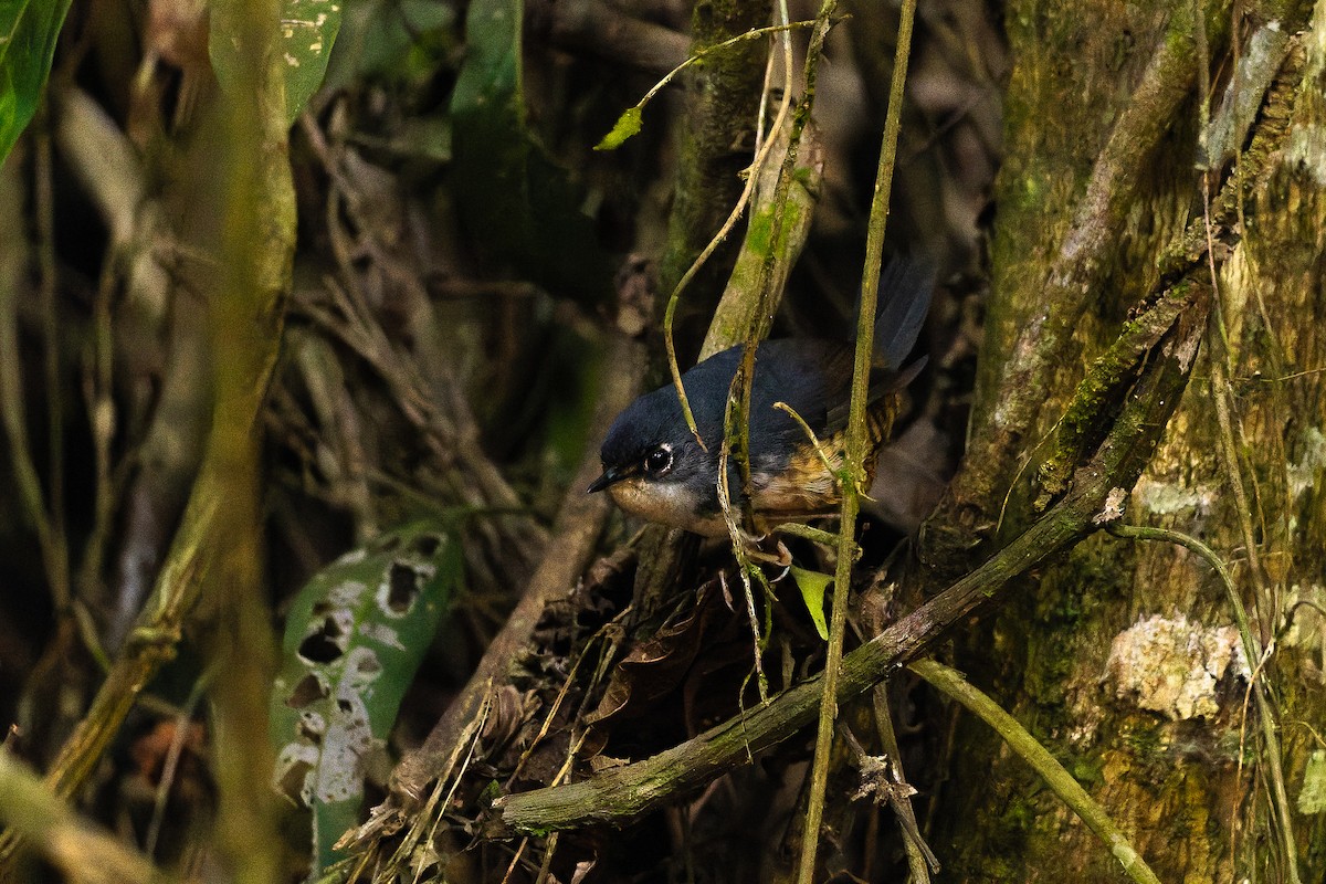 White-breasted Tapaculo - ML642135653