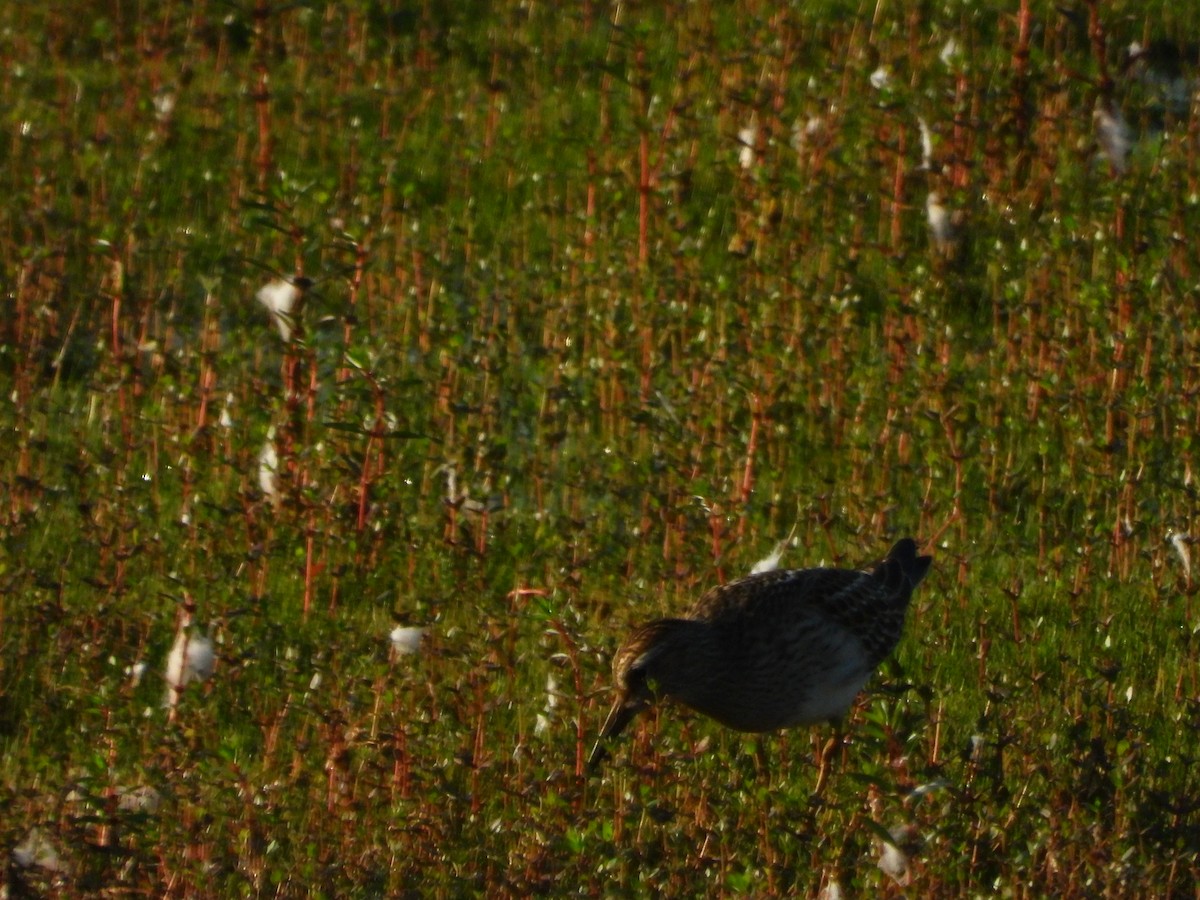 Pectoral Sandpiper - ML642135654