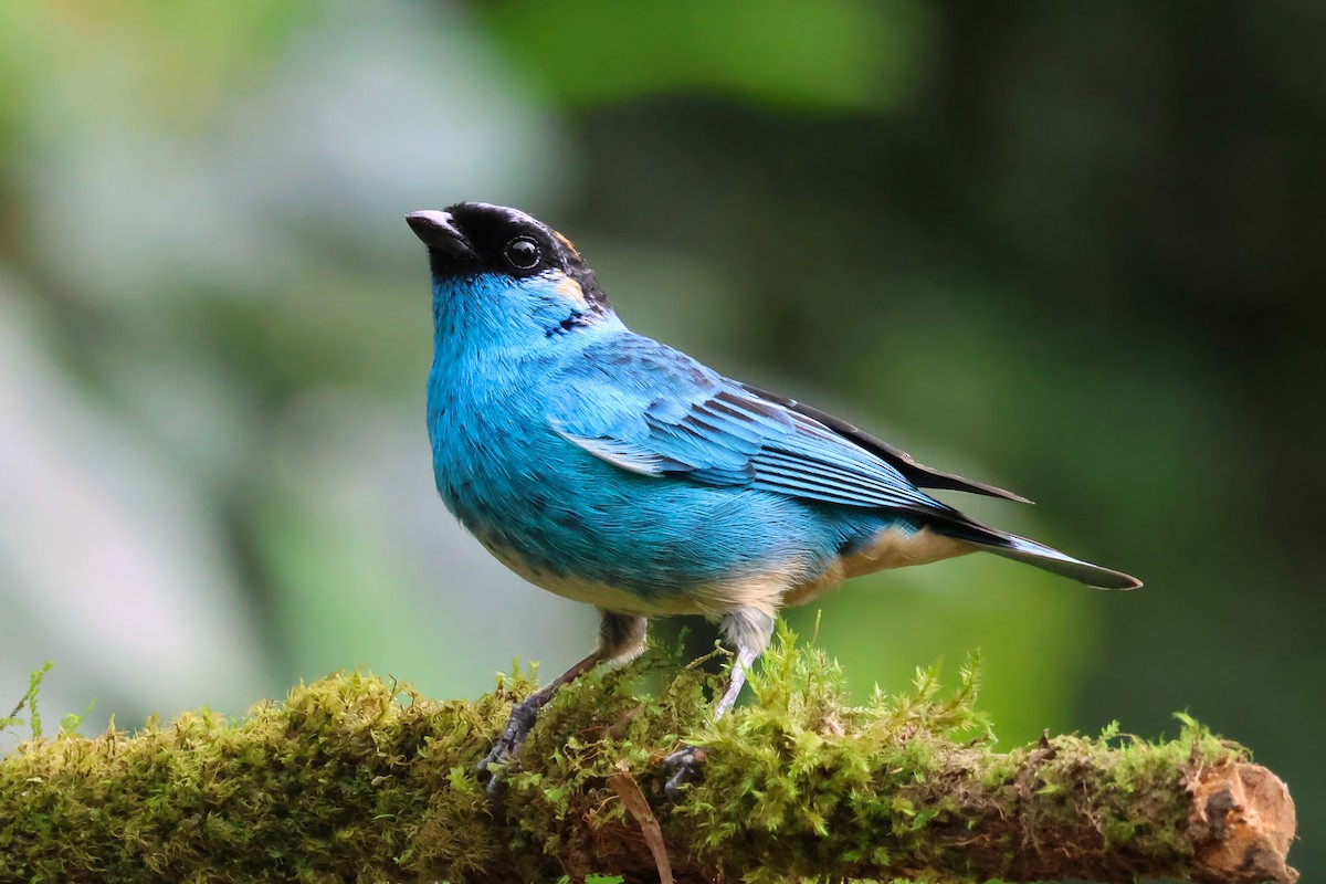 Golden-naped Tanager - ML642135657