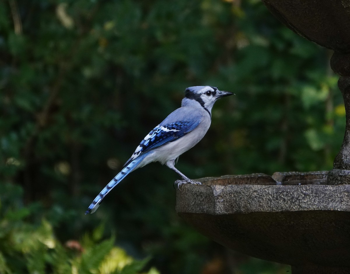 Blue Jay - ML642135661