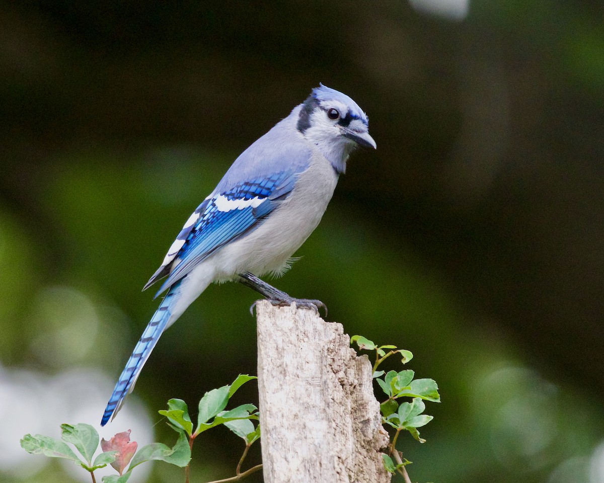 Blue Jay - ML642135662