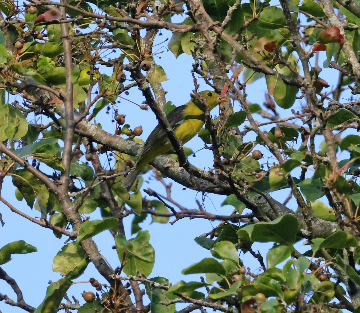 Scarlet Tanager - ML642135673
