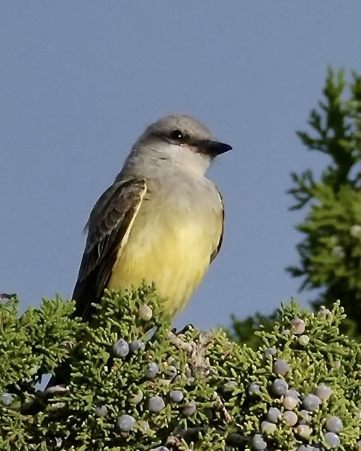 Western Kingbird - ML642135676