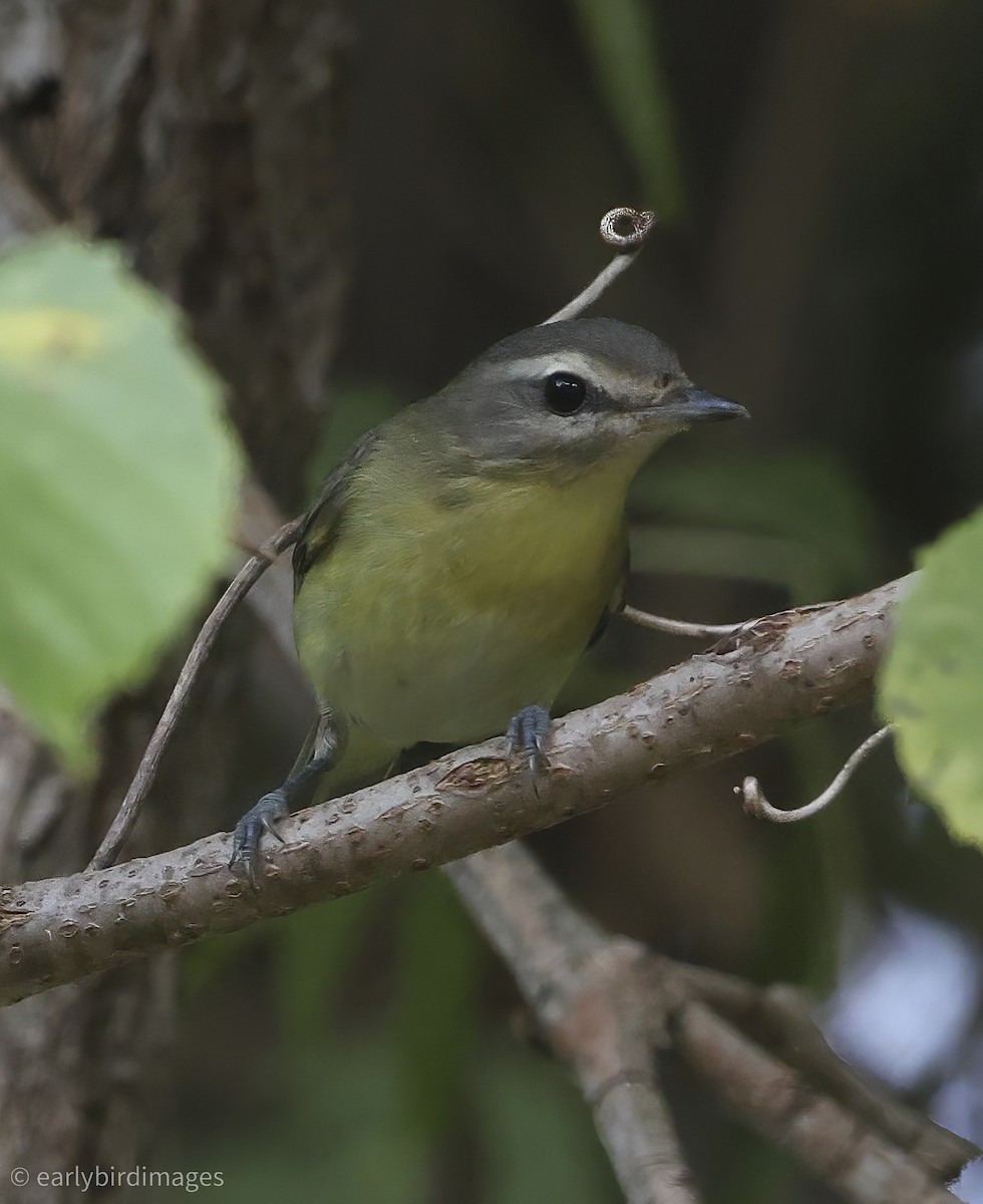 Philadelphia Vireo - ML642135706