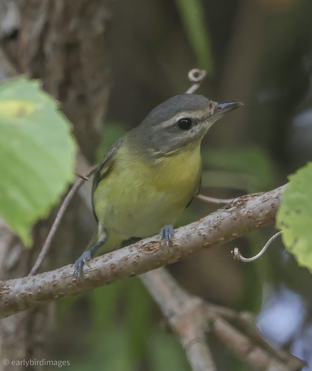 Philadelphia Vireo - ML642135707