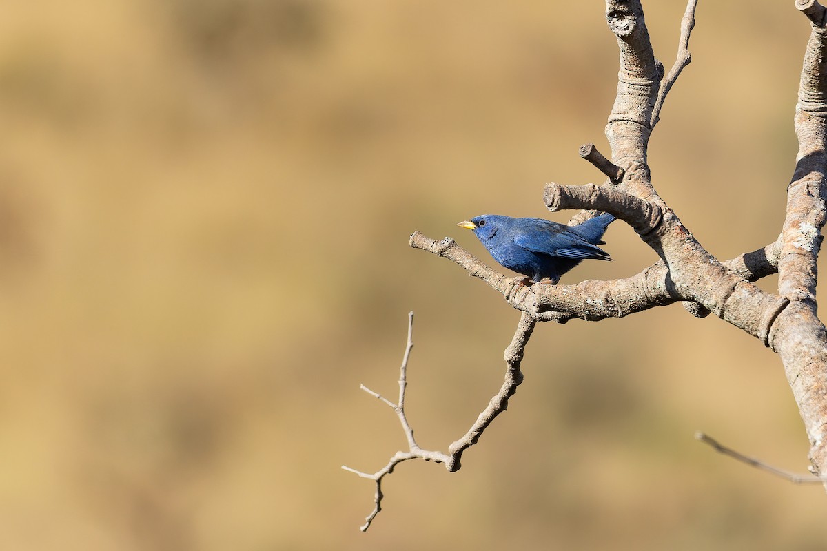 Blue Finch - ML642135715