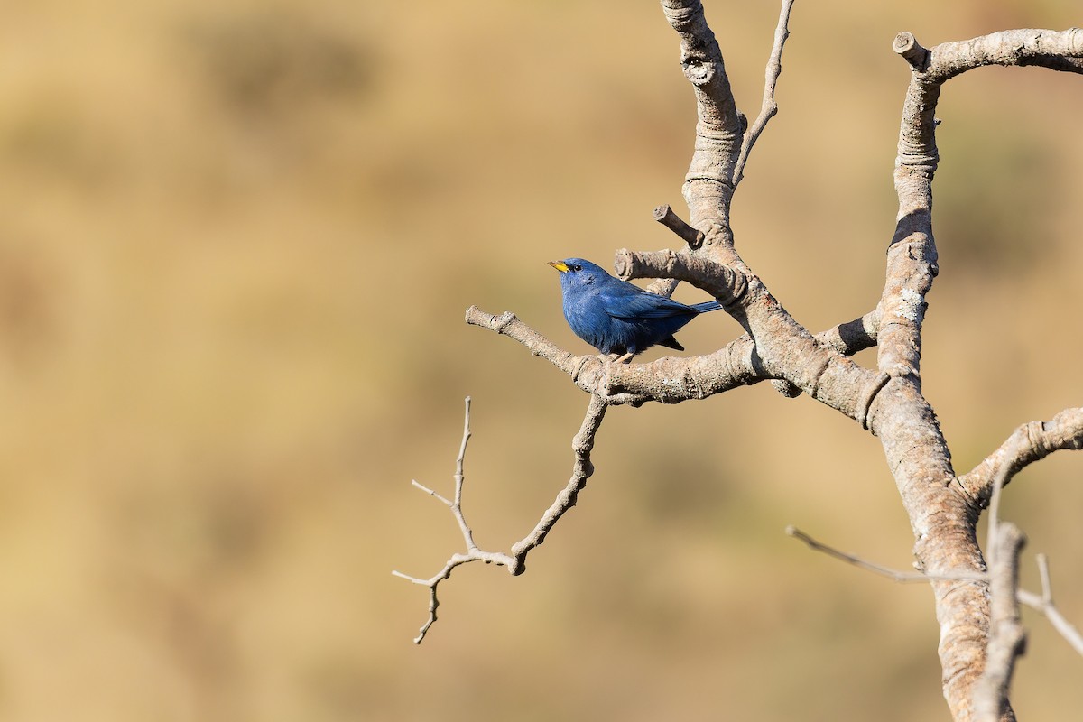 Blue Finch - ML642135716