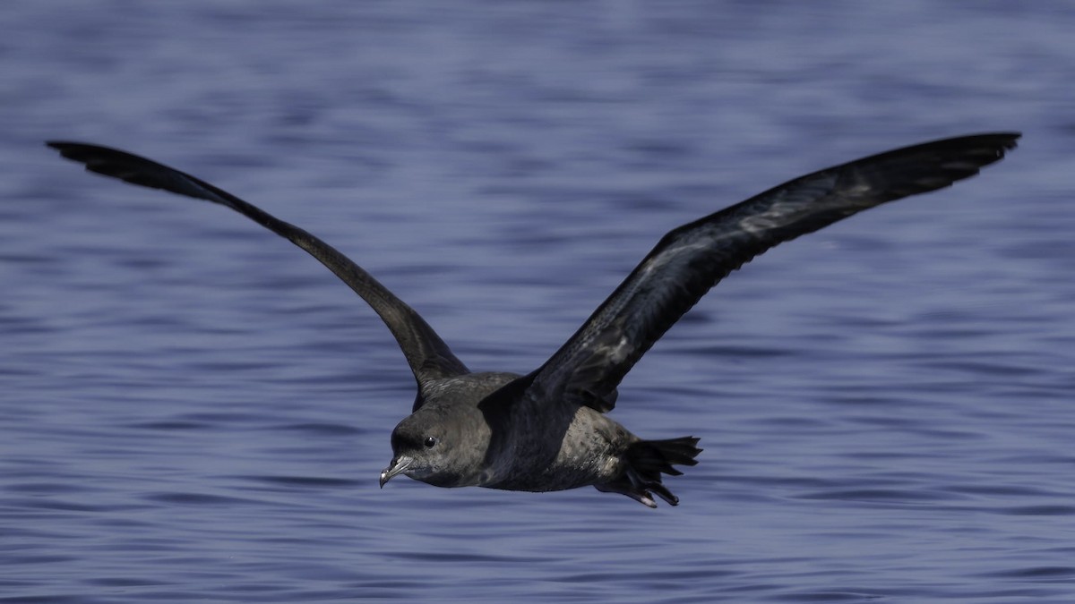Short-tailed Shearwater - ML642135726