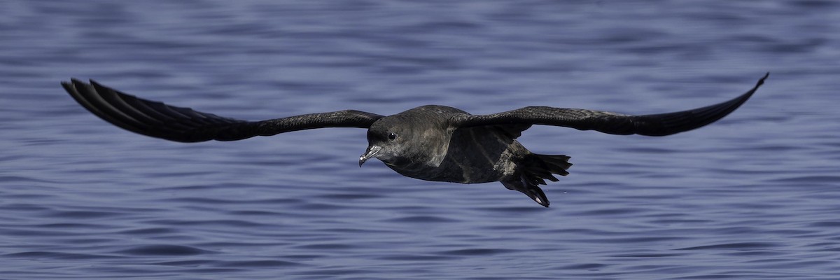 Short-tailed Shearwater - ML642135727